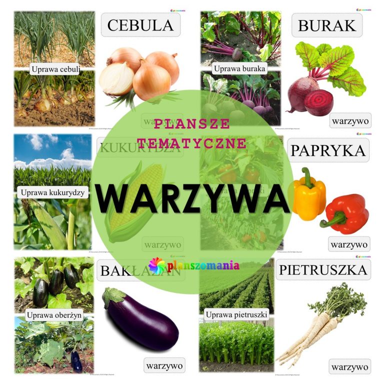 Warzywa - zestaw plansz tematycznych nr 11