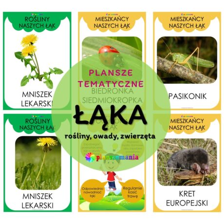 Łąka - plansze tematyczne