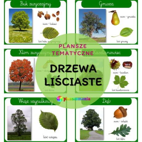 Drzewa liściaste - zestaw plansz tematycznych nr 30