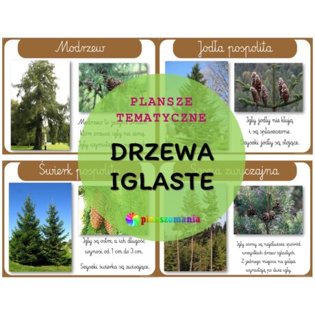 Drzewa iglaste - zestaw plansz tematycznych nr 31