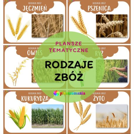 Rodzaje zbóż – zestaw plansz tematycznych nr 33