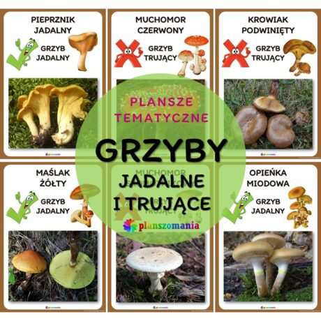 Grzyby - zestaw plansz tematycznych nr 41