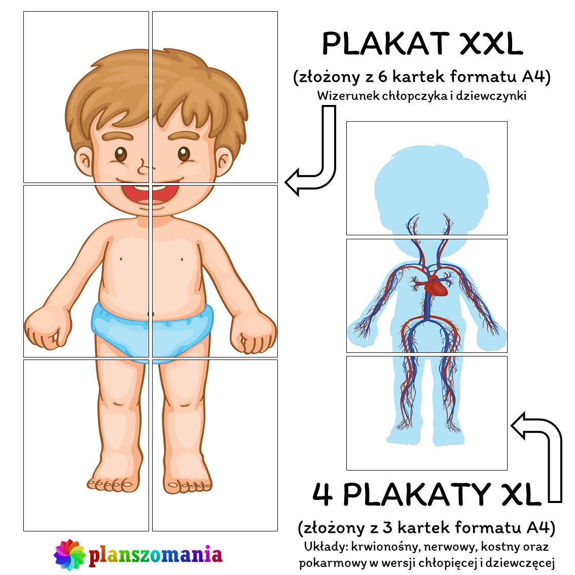 Anatomia Człowieka Dla Dzieci Do Druku Anatomia człowieka okiem dziecka - pakiet plansz Montessori pomoce