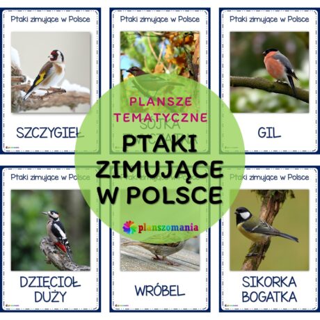 Ptaki zimujące w Polsce - zestaw plansz tematycznych nr 44