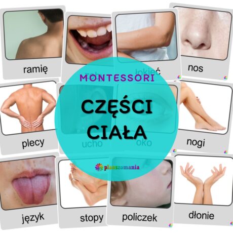 Części ciała - materiał montessori